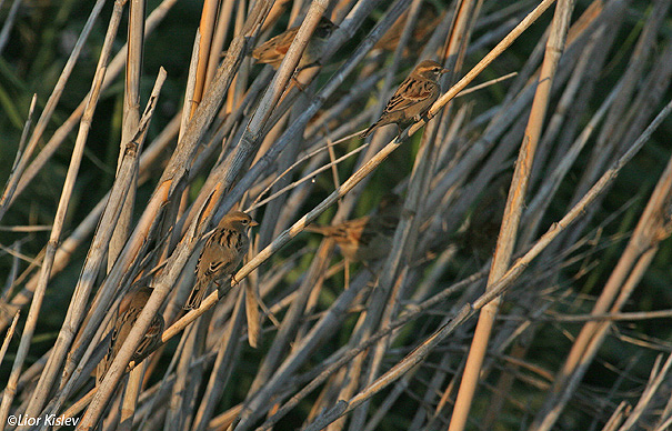 דרור ירדן Dead Sea Sparrow Passer moabiticus                                        עמק בית שאן אוקטובר 2006